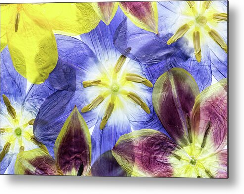 Tulip Metal Print featuring the photograph Tulips #1 by Mandy Disher