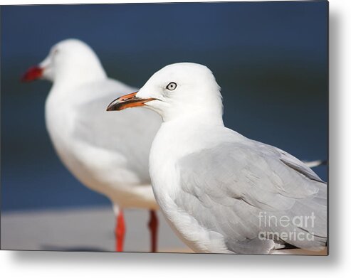 Seagulls Metal Print featuring the photograph Two Boardwalk Gulls #1 by Jorgo Photography