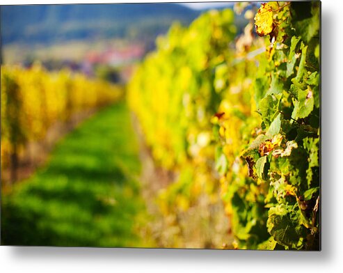Photography Metal Print featuring the photograph Vineyards In Autumn, Mittelbergheim #1 by Panoramic Images