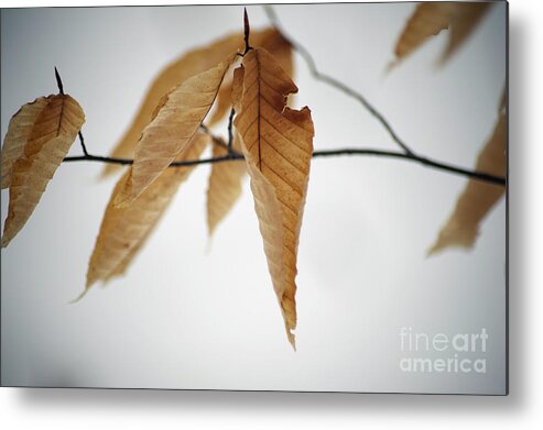 Winter Metal Print featuring the photograph Waiting For Spring #1 by Elaine Mikkelstrup