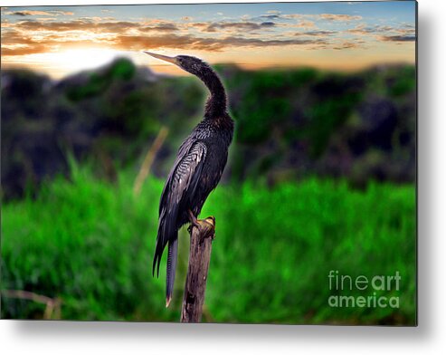 Anhinga Metal Print featuring the photograph Water Turkey by Gary Keesler