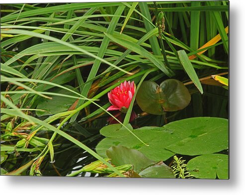 Watter Lilly Metal Print featuring the photograph Watter Lilly #1 by Ronald Olivier