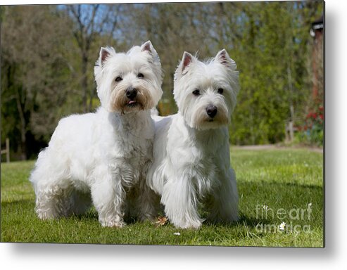 Dog Metal Print featuring the photograph West Highland White Terriers #1 by John Daniels