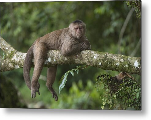 Pete Oxford Metal Print featuring the photograph White-fronted Capuchin Puerto by Pete Oxford