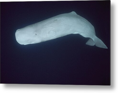 Feb0514 Metal Print featuring the photograph White Sperm Whale Azores Islands #1 by Hiroya Minakuchi