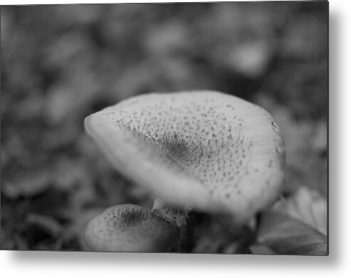 Miguel Metal Print featuring the photograph Wild Mushroom #1 by Miguel Winterpacht