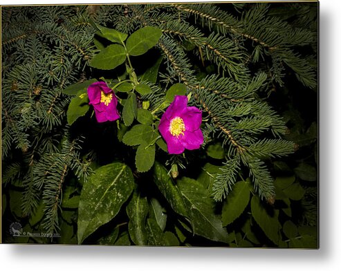 Flowers Metal Print featuring the photograph Wild Roses #1 by Fred Denner