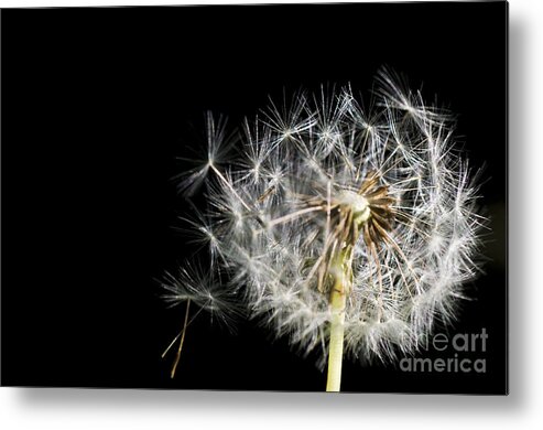 Nature Metal Print featuring the photograph Wind Blowing Dandelion Seedhead #1 by William H. Mullins
