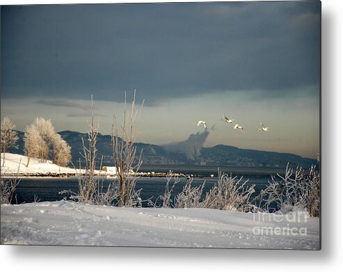 Swans Metal Print featuring the photograph Winter Day #1 by Randi Grace Nilsberg