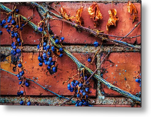 Alley Metal Print featuring the photograph Winter Vine by Michael Arend