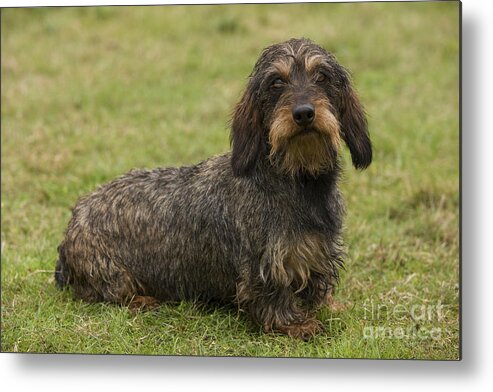 Dachshund Metal Print featuring the photograph Wire-haired Dachshund #1 by Jean-Michel Labat
