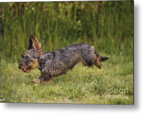 Dog Metal Print featuring the photograph Wirehaired Dachshund #1 by Jean-Michel Labat