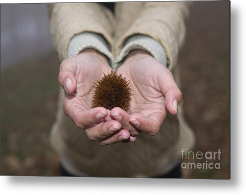 Woman Metal Print featuring the photograph Woman holding a chestnut #1 by Mats Silvan