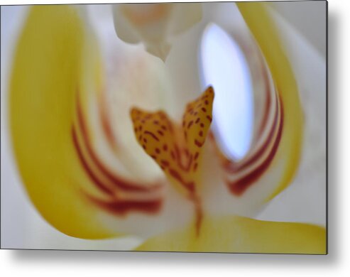 Yellow Metal Print featuring the photograph Yellow Orchid by Sue Morris