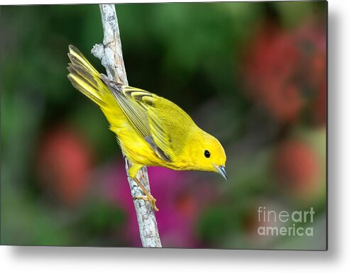 Fauna Metal Print featuring the photograph Yellow Warbler Dendroica Petechia #1 by Anthony Mercieca