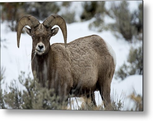 Animal Photography Framed Prints Metal Print featuring the photograph Yellowstone Ram #1 by David Yack