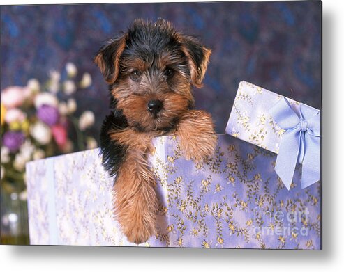 Animal Metal Print featuring the photograph Yorkshire Terrier Puppy by Alan and Sandy Carey