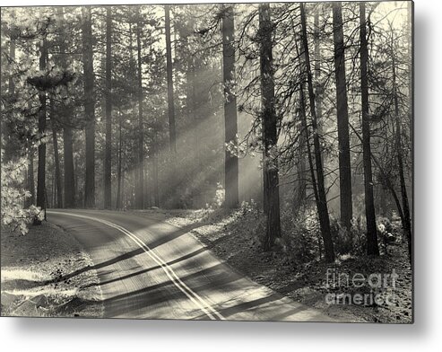 Tree Metal Print featuring the photograph Yosemite sunlight #1 by Jane Rix