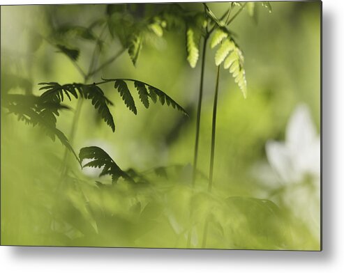 Beautiful Metal Print featuring the photograph Young fern leaves #1 by Ulrich Kunst And Bettina Scheidulin