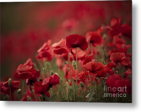 Poppy Metal Print featuring the photograph Red #10 by Nailia Schwarz