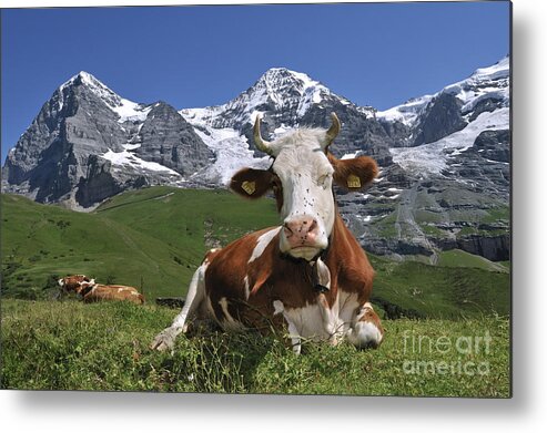 Alpine Cow Metal Print featuring the photograph 100205p181 by Arterra Picture Library