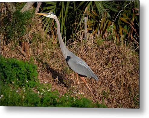  Metal Print featuring the photograph 11- Great Blue Heron by Joseph Keane