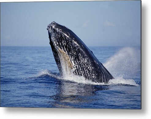 Feb0514 Metal Print featuring the photograph Humpback Whale Breaching Maui Hawaii #11 by Flip Nicklin