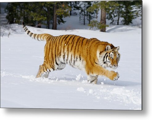 Amur Tiger Metal Print featuring the photograph Siberian Tiger #11 by Thomas And Pat Leeson