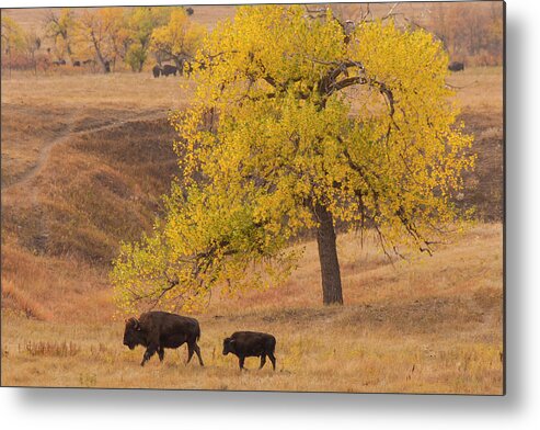 Animal Metal Print featuring the photograph USA, South Dakota, Custer State Park #11 by Jaynes Gallery