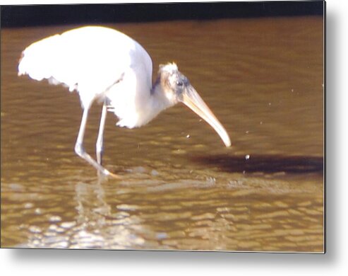Fishing Metal Print featuring the photograph Wood Stork #11 by Robert Floyd
