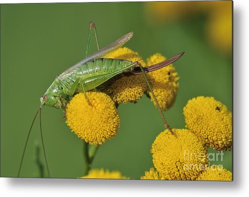 Long-winged Conehead Metal Print featuring the photograph 110221p245 by Arterra Picture Library