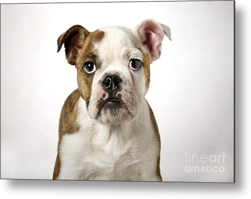 English Bulldog Metal Print featuring the photograph 110307p153 by Arterra Picture Library