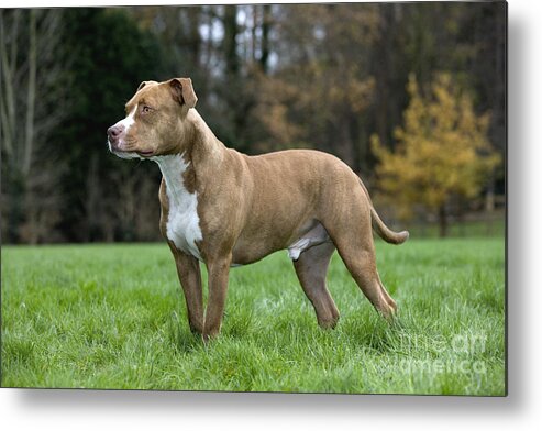 American Staffordshire Terrier Metal Print featuring the photograph 111216p245 by Arterra Picture Library