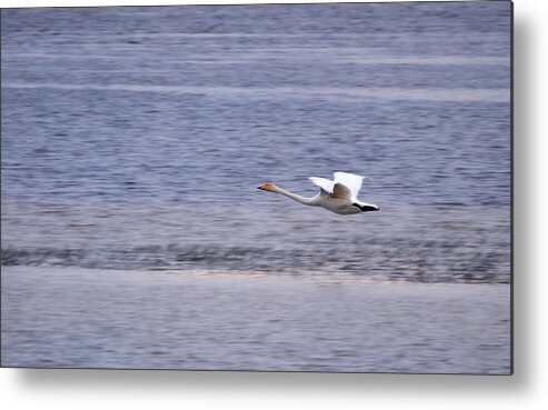 Lehto Metal Print featuring the photograph Whooper swan #12 by Jouko Lehto