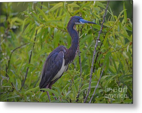 Tri-colored Heron Metal Print featuring the photograph 13- Tri-Colored Heron by Joseph Keane