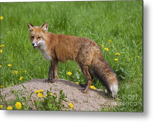Red Fox Metal Print featuring the photograph 131018p145 by Arterra Picture Library