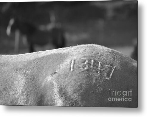 Rtf Ranch Metal Print featuring the photograph 1347 Mustang Black and White by Heather Kirk