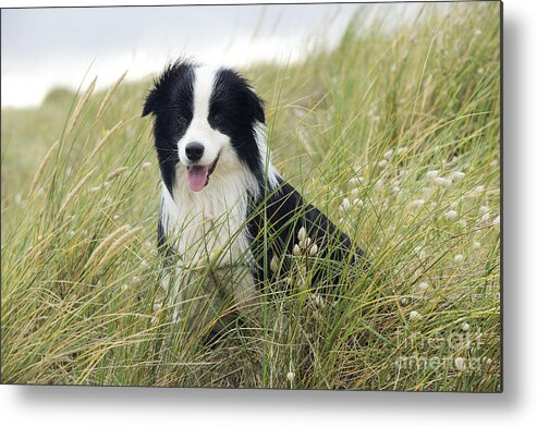 Dog Metal Print featuring the photograph Border Collie #14 by John Daniels