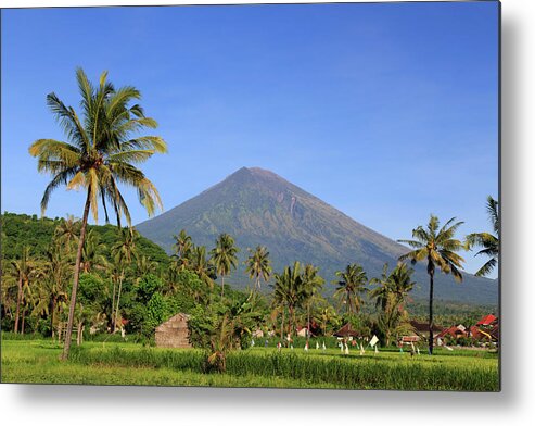 Scenics Metal Print featuring the photograph Indonesia, Bali, Rice Fields And #14 by Michele Falzone