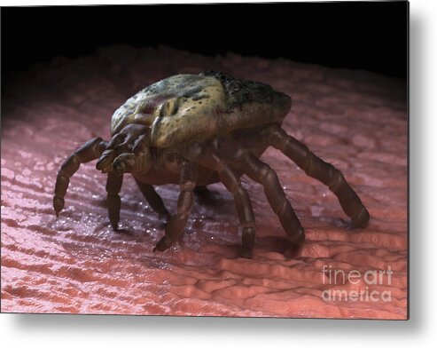 Parasites Metal Print featuring the photograph Tick Ixodes #14 by Science Picture Co