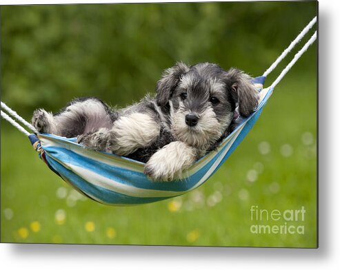 Dog Metal Print featuring the photograph Schnauzer Puppy Dog #16 by John Daniels