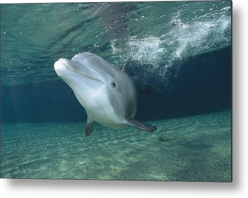 00088408 Metal Print featuring the photograph Bottlenose Dolphin by Flip Nicklin