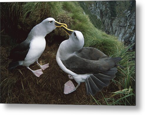 00143244 Metal Print featuring the photograph Buller's Albatrosses Courting by Tui De Roy