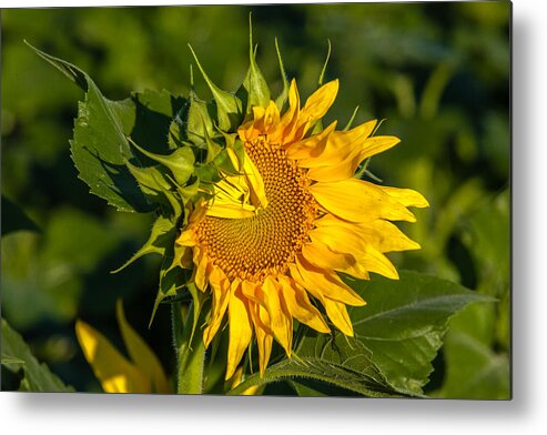 Blackeyed Susan Metal Print featuring the photograph Folded Petals Sunflower by Melinda Ledsome