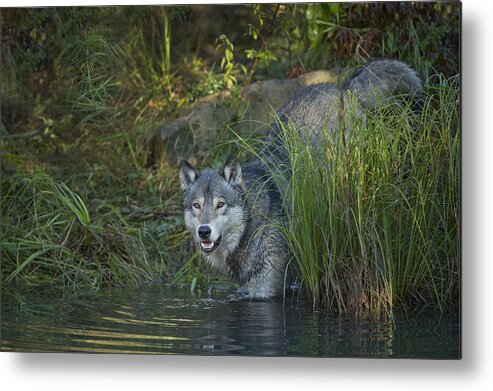 Wolf Metal Print featuring the photograph Timber wolf  canis lupus #18 by Carol Gregory