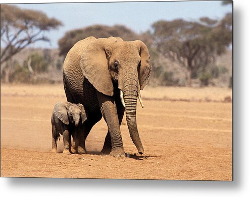 Adult Metal Print featuring the photograph African Elephant Loxodonta Africana #19 by Gerard Lacz