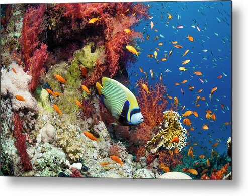 Animal Metal Print featuring the photograph Emperor Angelfish #19 by Georgette Douwma