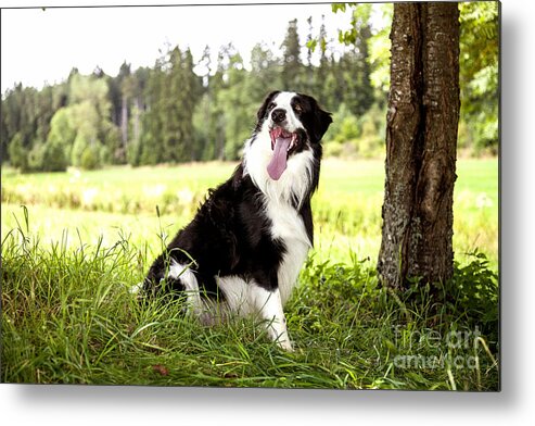 Dog Metal Print featuring the photograph Border Collie in the nature #2 by Gina Koch