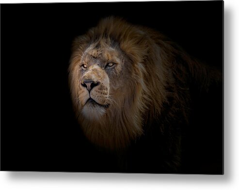 Africa Metal Print featuring the photograph African Lion #2 by Peter Lakomy