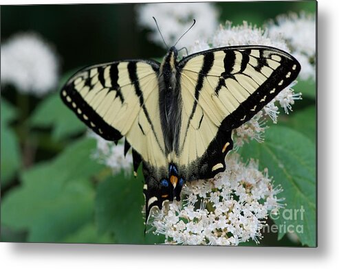 Butterflies Metal Print featuring the photograph Afternoon #2 by Joseph Yarbrough